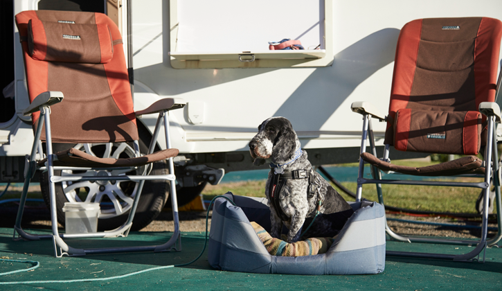 dog sitting on caravan sit between two camping chairs